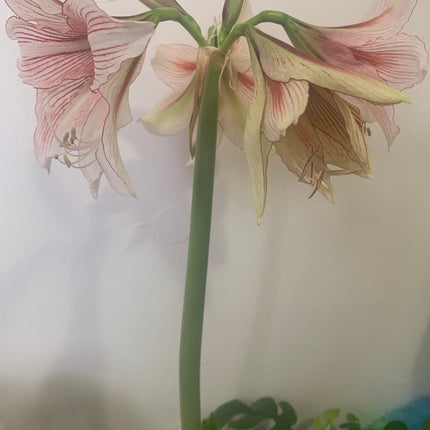 易於種植的朱頂紅「雙瓣」球莖（1 包）－大型紅白雙瓣花，適合節慶室內外花園