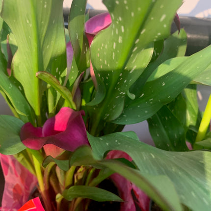 Indoor Plants Calla Purple flowers in Pot