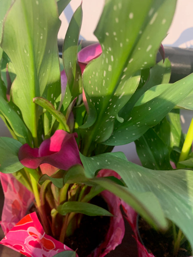 Indoor Plants Calla Purple flowers in Pot