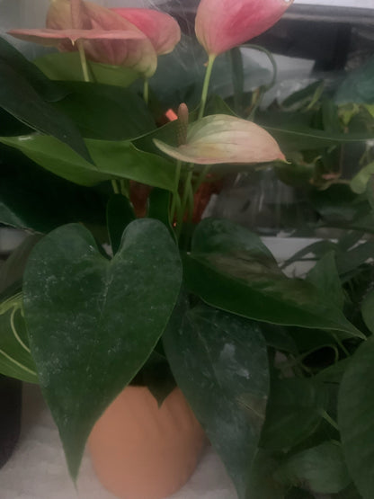 Indoor Plants Anthurium Pink flowers in Pot for Home Decoration or Holiday Gift
