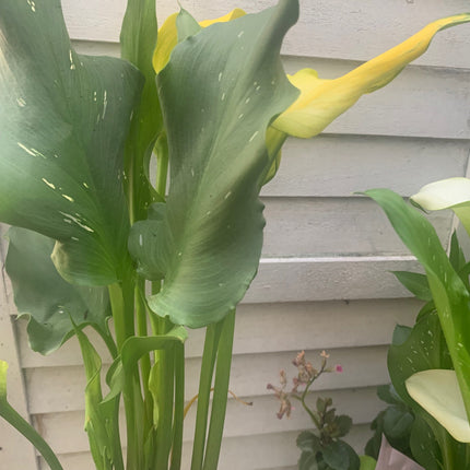 Indoor Plants Calla Yellow flowers in Pot