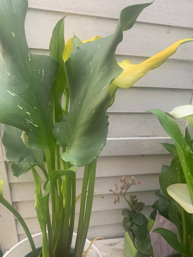 Indoor Plants Calla Yellow flowers in Pot