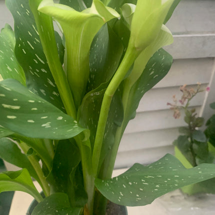 Indoor Plants Calla White flowers in Pot for Holiday gift or Home Decoration