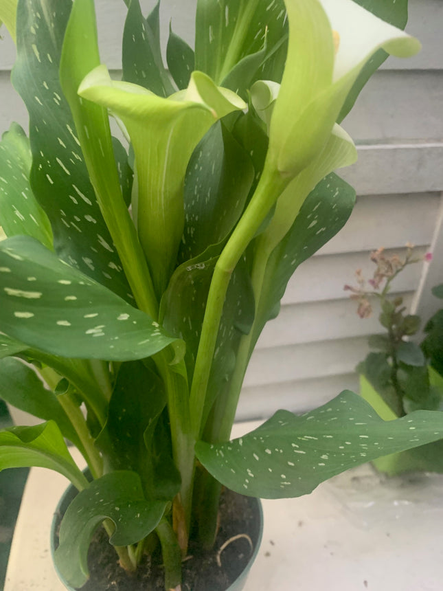 Indoor Plants Calla White flowers in Pot for Holiday gift or Home Decoration