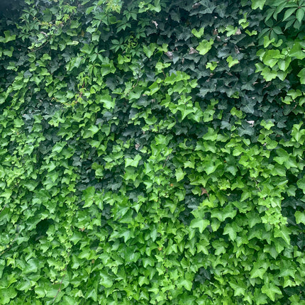 Rooted Air Indoor Plants English Ivy Green in 6"Pot outdoor yard