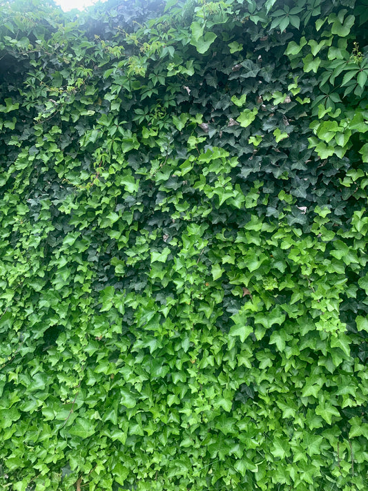 Rooted Air Indoor Plants English Ivy Green in 4-inch Pot outdoor yard