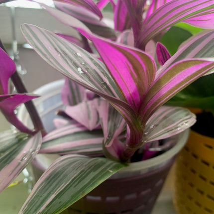 紫露草屬植物 室內植物 紫色和粉紅色