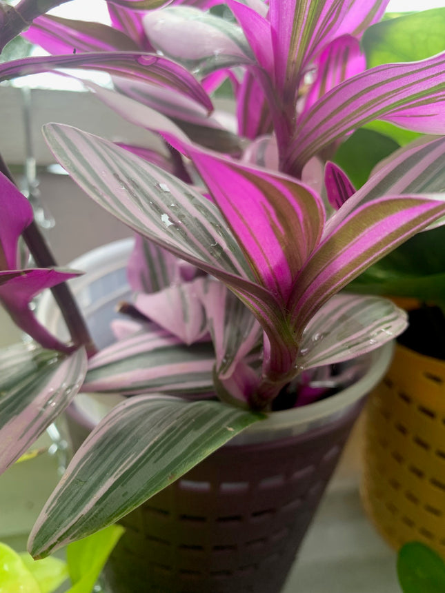 紫露草屬植物 室內植物 紫色和粉紅色
