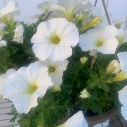 Rooted white Petunia for balcony home decoration basket