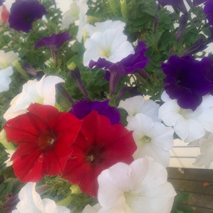 Rooted Annual Plants purple white red flowers Petunia beautiful color for the summer balcony