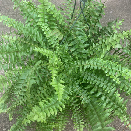 Rooted Boston Ferns on Basket outdoor Patio or Balcony