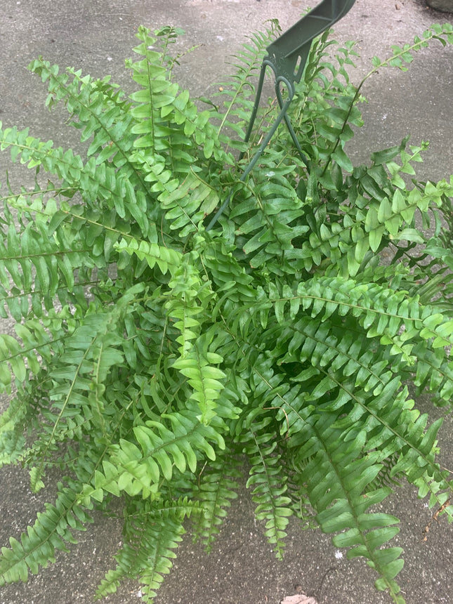 Rooted Boston Ferns on Basket outdoor Patio or Balcony