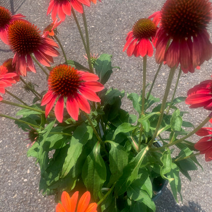 Rooted perennial plants Black Eyed Flowers Orange Red for home and landscape