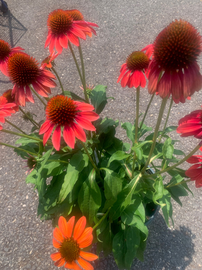 Rooted perennial plants Black Eyed Flowers Orange Red for home and landscape