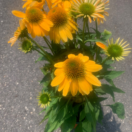 Rooted perennial plants Black Eyed Flowers Yellow for Home and Garden landscape