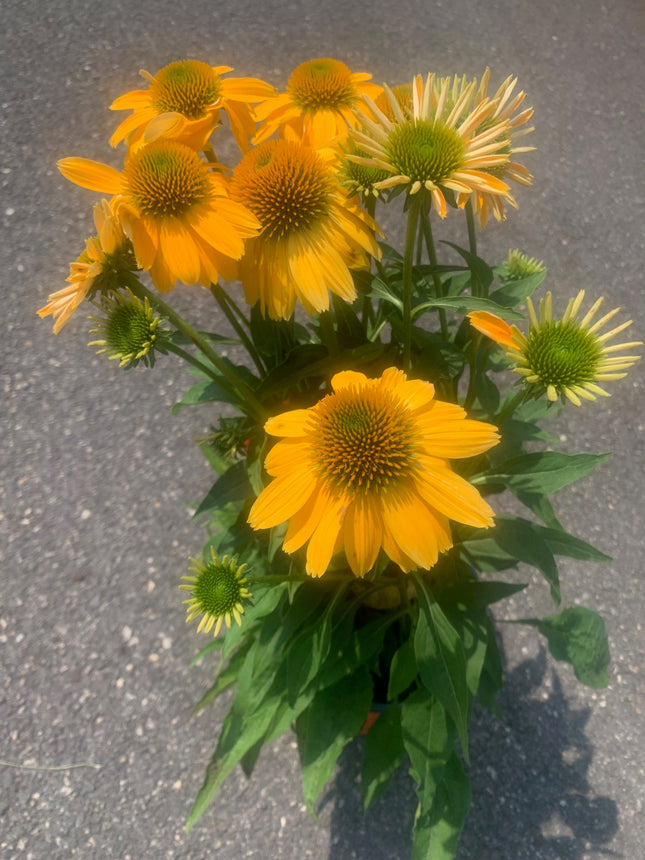 Rooted perennial plants Black Eyed Flowers Yellow for Home and Garden landscape