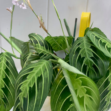 巴西蔓綠絨 - 活體植物