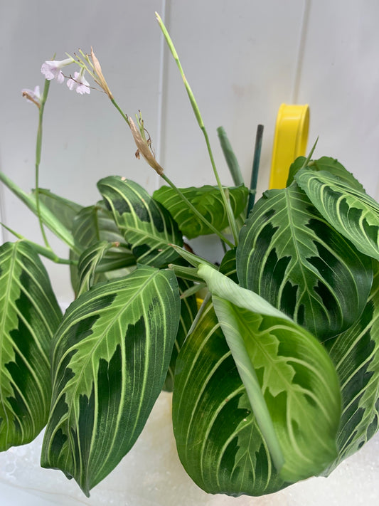 Maranta Prayer Plant Purifies the air Indoor plant