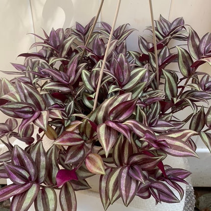 紫露草屬植物 室內植物 粉紅條紋 多色