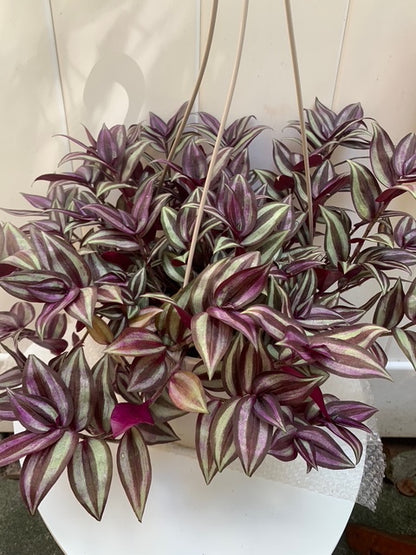 Tradescantia Zebrina Wandering Jew Purple in Basket