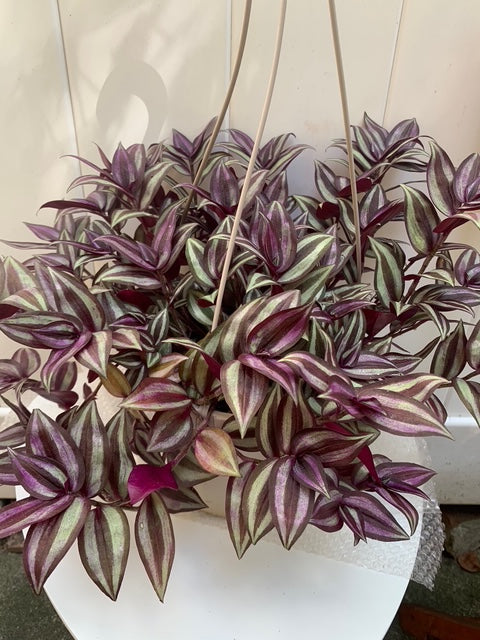 Tradescantia Zebrina Wandering Jew Purple in Basket