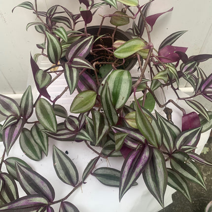 紫露草屬植物 室內植物 紫色和粉紅色