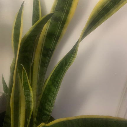 2 種顏色 4 英寸盆栽蛇類植物，黃色和綠色，15 英寸 - 24 英寸