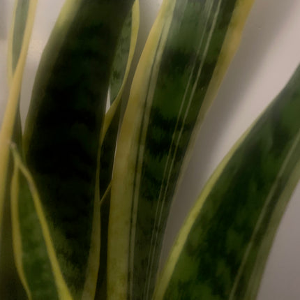 2 種顏色 4 英寸盆栽蛇類植物，黃色和綠色，15 英寸 - 24 英寸