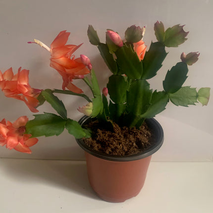 聖誕節裝飾品節日禮物活體植物仙人掌粉紅室內植物家居裝飾