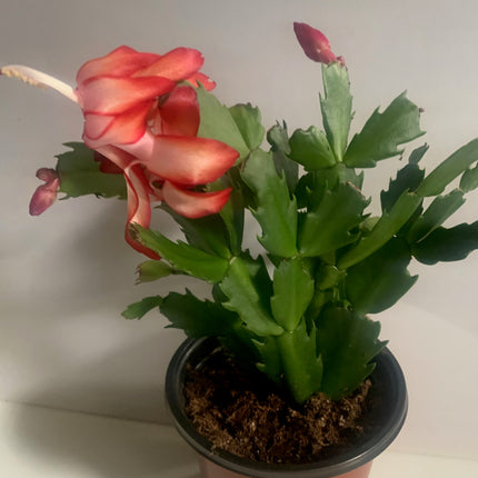 聖誕節裝飾品節日禮物活體植物仙人掌粉紅室內植物家居裝飾