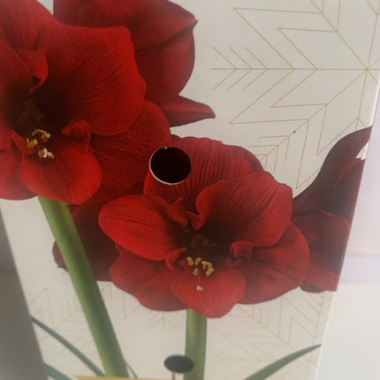 Amaryllis Red Plant Bulbs Flowering Blooms for Holiday Indoor Decoration