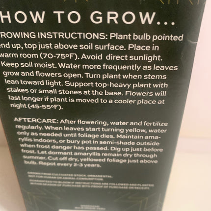 Amaryllis  Pink Plant Bulbs Flowering Blooms for Holiday Indoors Decoration