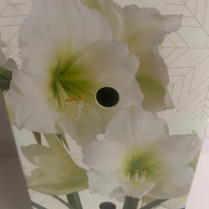 Amaryllis White Plant Bulbs Flowering Blooms for Holiday Indoor Decoration