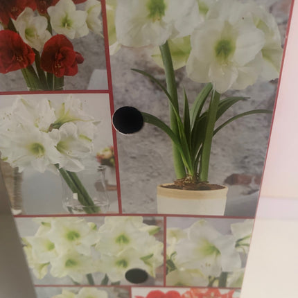 Amaryllis  Pink Plant Bulbs Flowering Blooms for Holiday Indoors Decoration