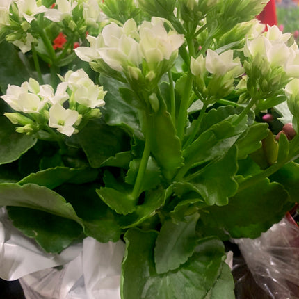 Rooted Pink Kalanchoe Holiday Gift Plants Indoor Plant and Outdoor plant