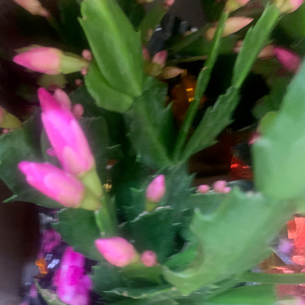 Rooted Pink Cactus Plants in pot Indoor Home Decoration and Gift