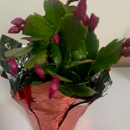 Rooted Red Cactus Plants 4"in pot Indoor Home Decoration and Gift