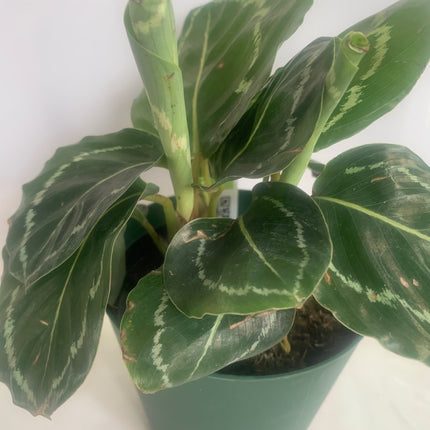 Unique popular houseplant Calathea Medallion Live Prayer Plant in 4" pot