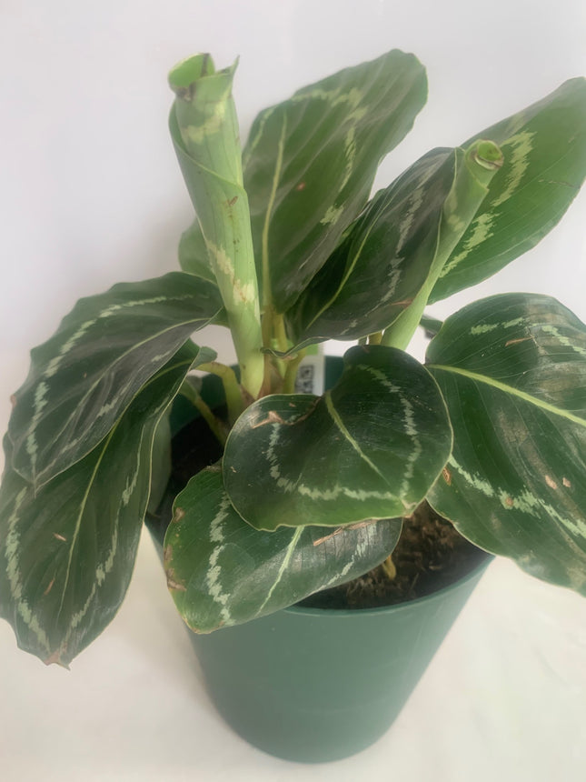 Unique popular houseplant Calathea Medallion Live Prayer Plant in 4" pot