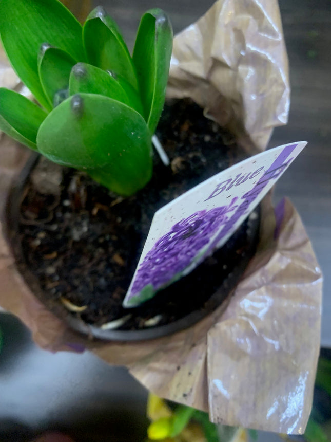 Hyacinth 1 Plant Assorted Colors  in a 4 inch Grower Pot Bloom in Mid Spring Cut FLower Indoor