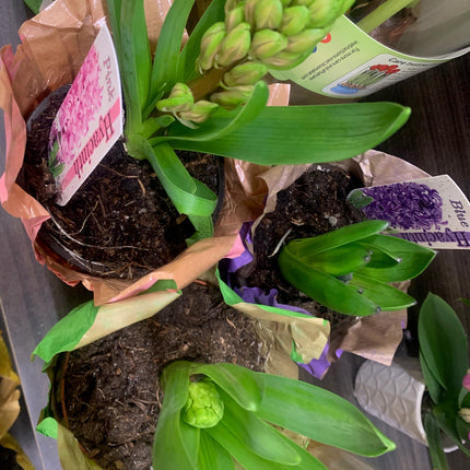Hyacinth 1 plant Assorted Colors  in a 4 inch Grower Pot Bloom in Mid Spring Cut FLower Indoor