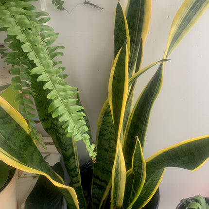 2 種顏色 4 英寸盆栽蛇類植物，黃色和綠色，15 英寸 - 24 英寸