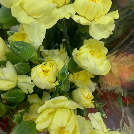 Beautiful Carnation Bouquet Valentines Fresh Cut Floral Arrangement 9-12 Stems for any Events and Occasions