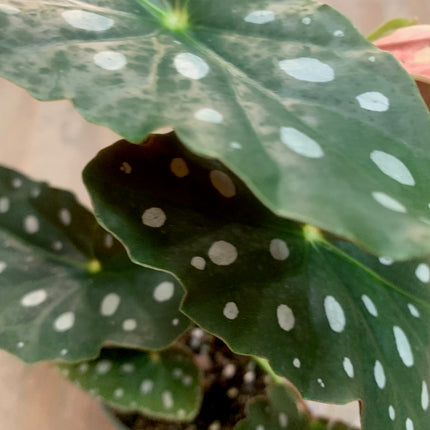 Angel Wing Begonia cane begonia Spring Summer Indoor and outdoor plants