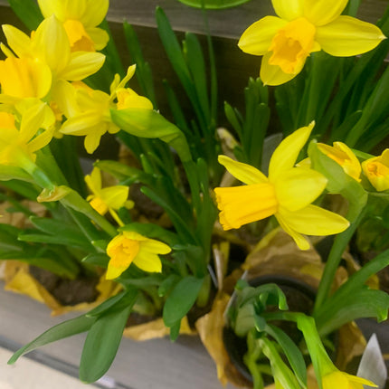 Spring Flower Garden Yellow Daffodil 6 Inch Pot