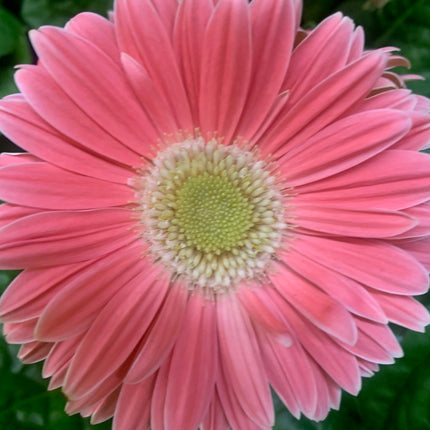 Assorted Gerbera Daisies Beautiful Spring and Summer Flowers 6 inch Pot  6"-12"