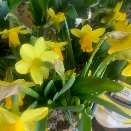 Spring Flower Garden Yellow Daffodil 6 Inch Pot