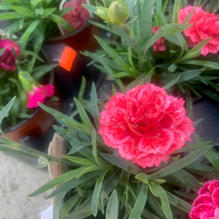 Carnation Plants Live Hardy Perennial Deep Pink and Pink for Mother day