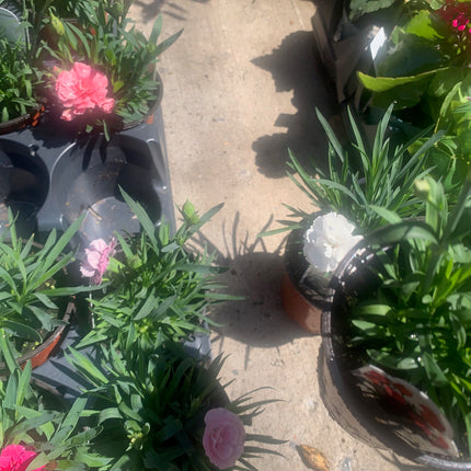 Carnation Plants Live Hardy Perennial Deep Pink and Pink for Mother day