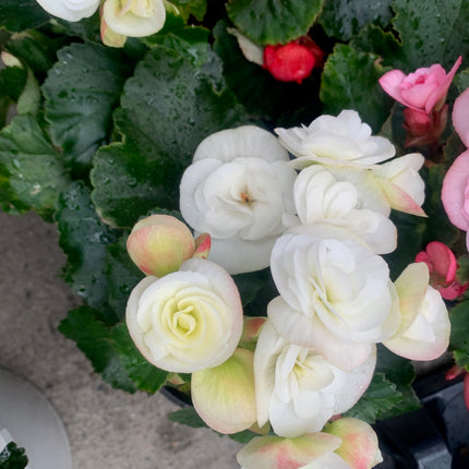 Rooted White Begonia beautiful color Addition to Outdoor Patio or Balcony Annual Season